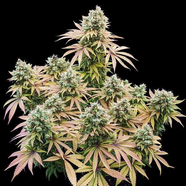Lemon Shining Silver Haze (Royal Queen Seeds)