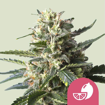 Lemon Shining Silver Haze (Royal Queen Seeds)