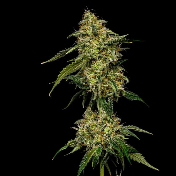 Lemon Shining Silver Haze (Royal Queen Seeds)