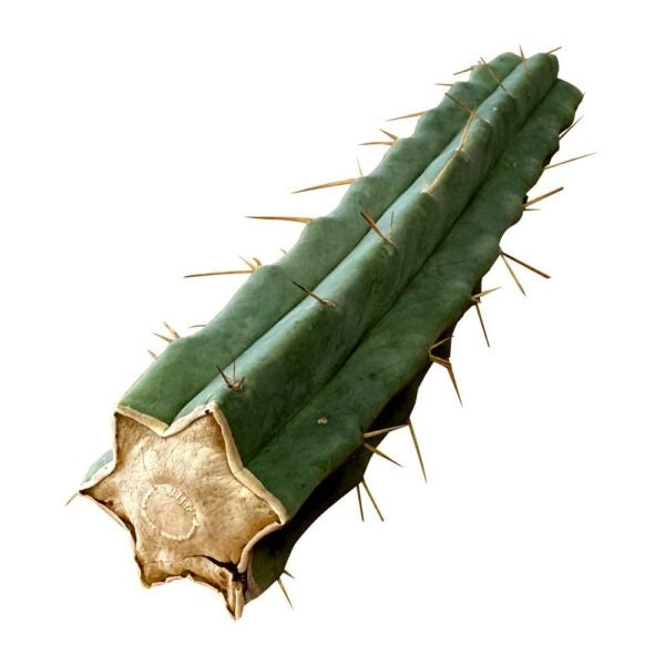 McMystic Bridgesii - 25cm