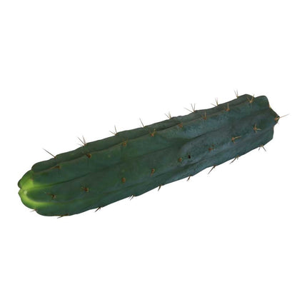 McMystic Bridgesii - 25cm