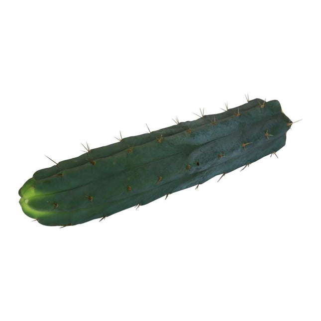 McMystic Bridgesii - 25cm