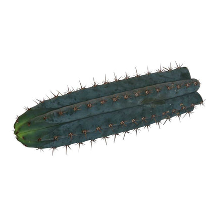 McMystic Peruvianus Troch - 25cm