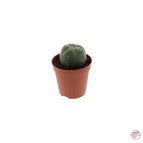 Peyote 2 – 3 cm