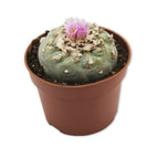 Peyote: 5-7 cm