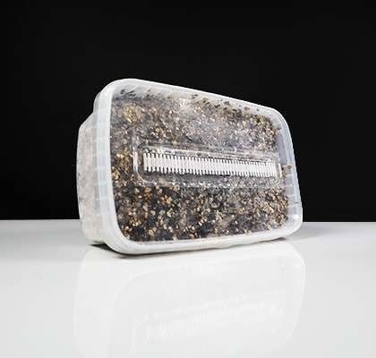 McSmart Cambodian Growkit