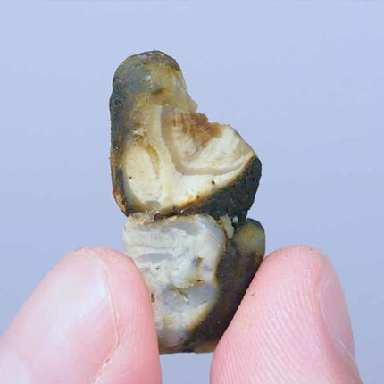 McSmart Dragons Dynamite