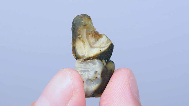 McSmart Dragons Dynamite