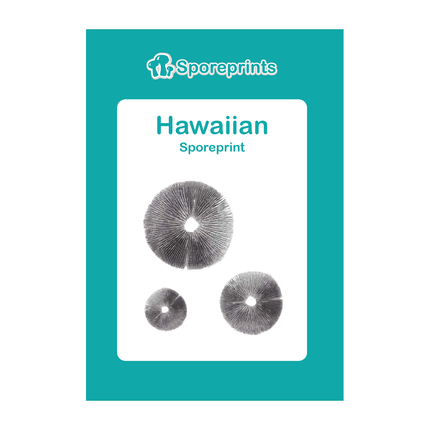 McSmart Hawaiian - Sporeprint (Copelandia Cyanescens)