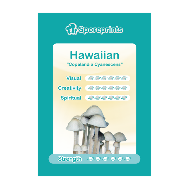 McSmart Hawaiian - Sporeprint (Copelandia Cyanescens)