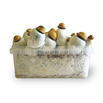 McSmart Marshmallow Shrooms Growkit - Limited Edition