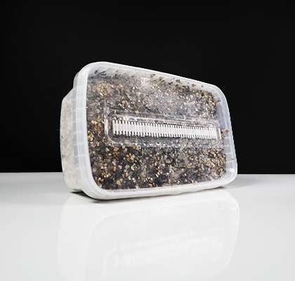 McSmart Mazatapec Growkit