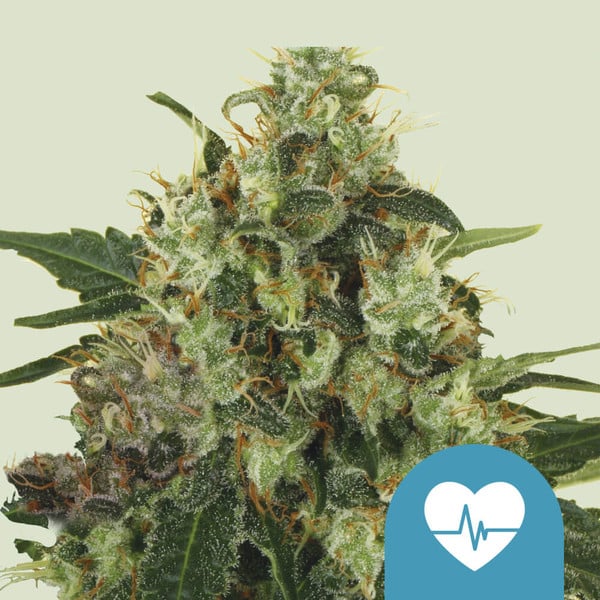 Medical Mass (Royal Queen Seeds)