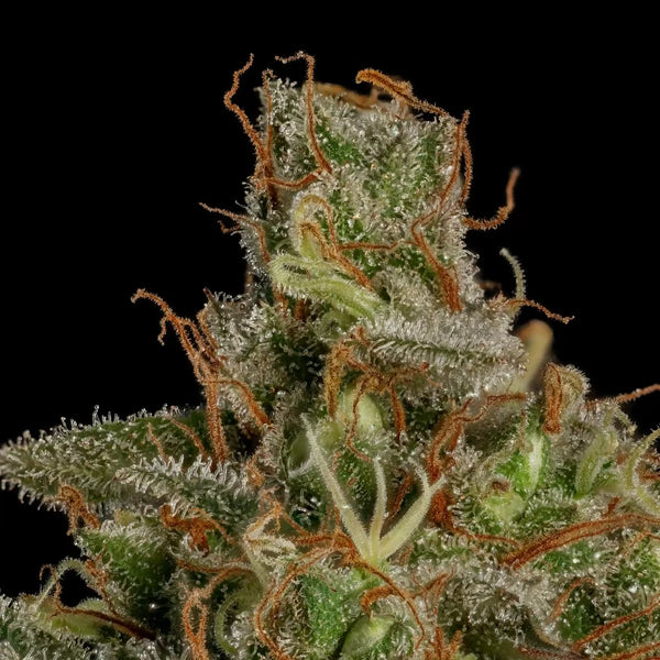 Medical Mass (Royal Queen Seeds)