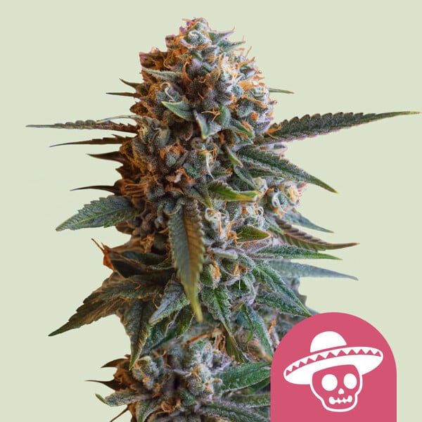 Mexican Rush (Royal Queen Seeds)