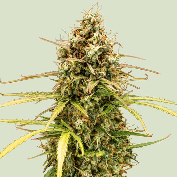 Milky Way F1 (Royal Queen Seeds)