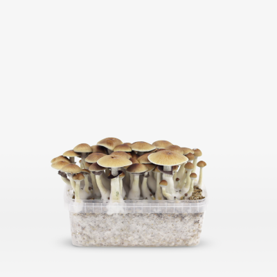 Mondo Mondo B+ Grow Kit 100% Mycelium 1200cc