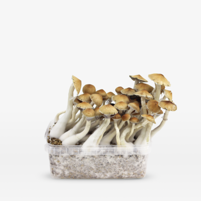 Mondo Mondo Cambodian Grow Kit 100% Mycelium 1200cc