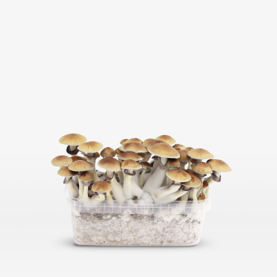 Mondo Mondo Golden Teacher Grow Kit 100% Mycelium 1200cc