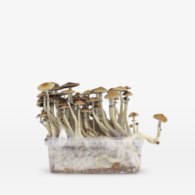 Mondo Mondo Mazatapec Grow Kit 100% Mycelium 1200cc