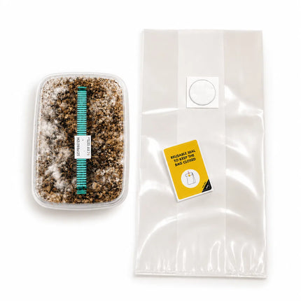 Mondo Mondo Mazatapec Grow Kit 100% Mycelium 1200cc