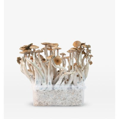 Mondo Mondo McKennaii Grow Kit 100% Mycelium 1200cc
