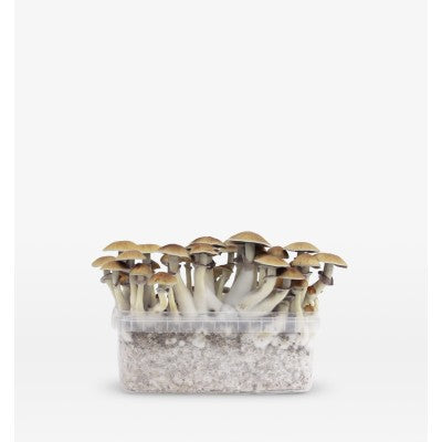 Mondo Mondo Mexicana Grow Kit 100% Mycelium 1200cc