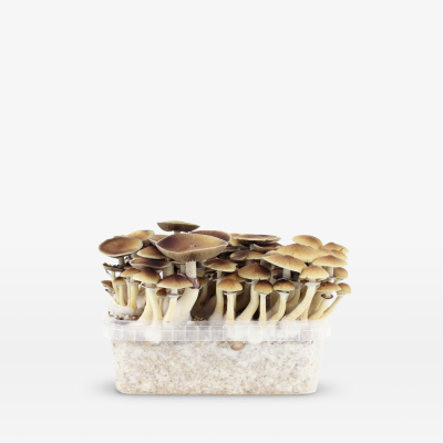 Mondo Mondo PES Amazonian Grow Kit 100% Mycelium 1200cc