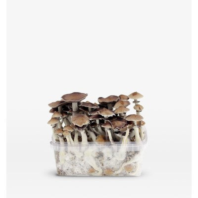 Mondo Mondo PES Hawaii Grow Kit 100% Mycelium 1200cc