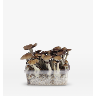 Mondo Mondo Thai Grow Kit 100% Mycelium 1200cc