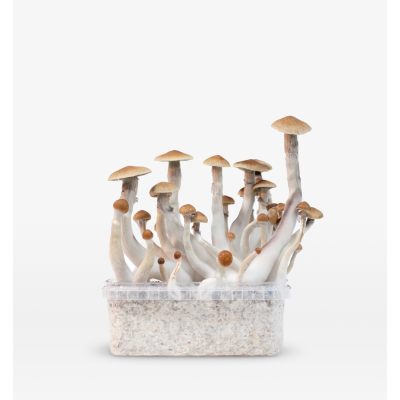 Mondo Mondo Treasure Coast Grow Kit 100% Mycelium 1200cc