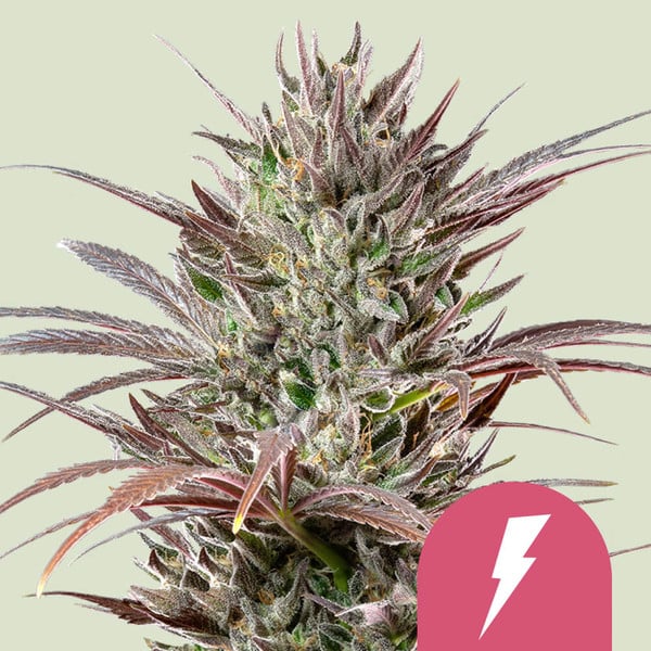 North Thunderfuck (Royal Queen Seeds)