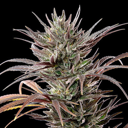 North Thunderfuck (Royal Queen Seeds)