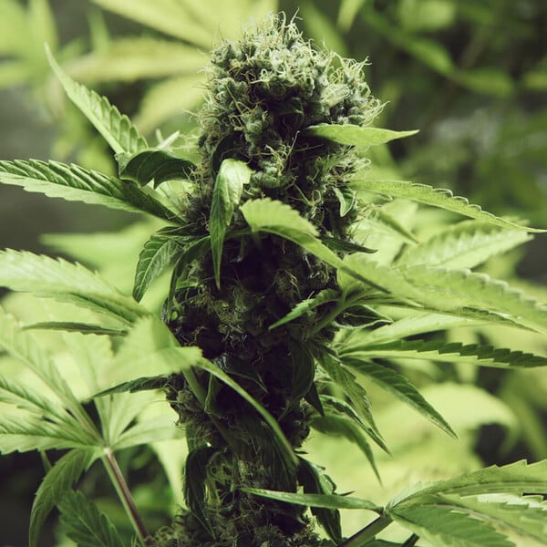 Northern Light (Royal Queen Seeds)