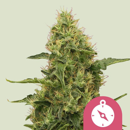 Northern Light (Royal Queen Seeds)