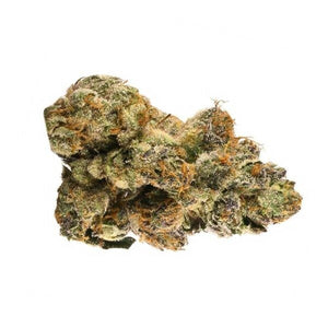 Novus Fumus Auto Gelato 33 5 zaden – CC