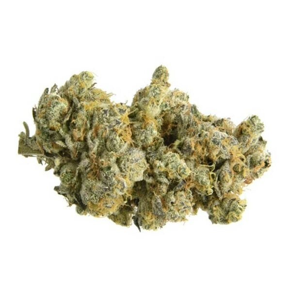 Novus Fumus Auto GMO Cookies 5 Seeds – CC (Novus Fumus)