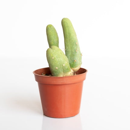 Novus Fumus Bridgesii - Cactus Kweekset