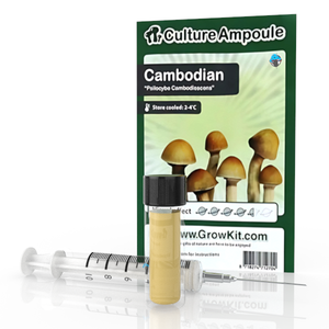 Novus Fumus Cambodian – Culture Ampoule Set
