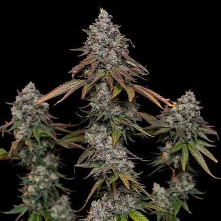 O.G. Kush (Royal Queen Seeds)
