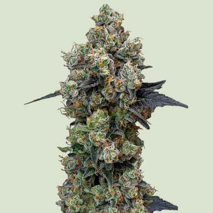 Orbital Banana F1 (Royal Queen Seeds)