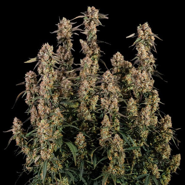 Orion F1 (Royal Queen Seeds)