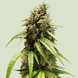 Orion F1 (Royal Queen Seeds)