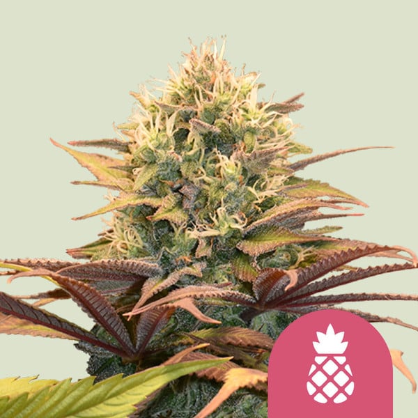 Pineapple Kush (Royal Queen Seeds)
