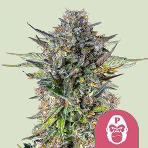 Pink Gorilla (Royal Queen Seeds)