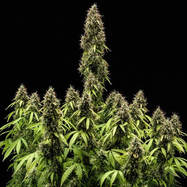 Pink Mist Auto (Royal Queen Seeds)