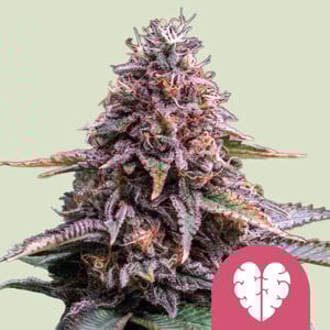 Pink Mist (Royal Queen Seeds)