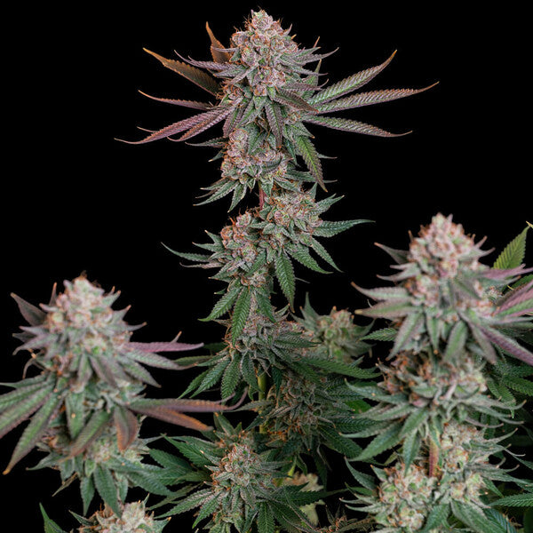 Pink Runtz (Royal Queen Seeds)