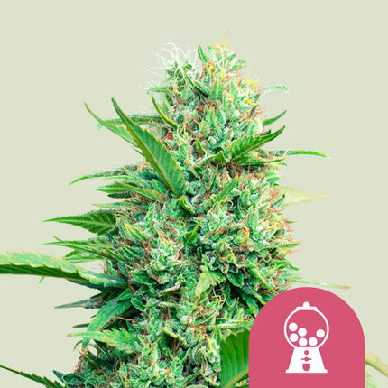 Pink Runtz (Royal Queen Seeds)