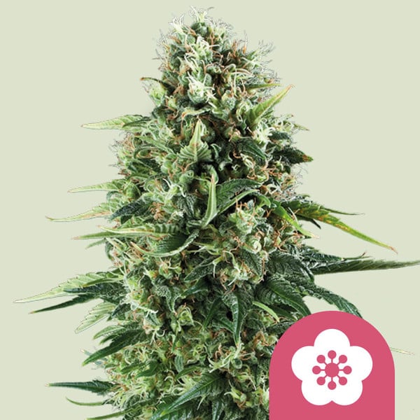 Power Flower (Royal Queen Seeds)